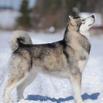 Malamutes suns