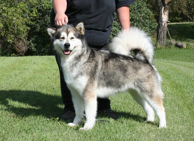 Malamutes suns