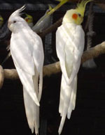 Corella papagaiļu saturs Corella papagaiļu saturs