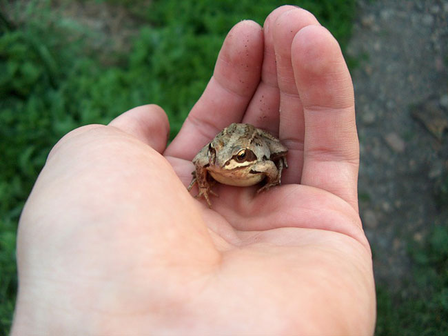 Viņa pašu princeses varde