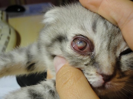 Trešais kaķa acs plakstiņš: cēloņi, simptomi un ārstēšana mājās