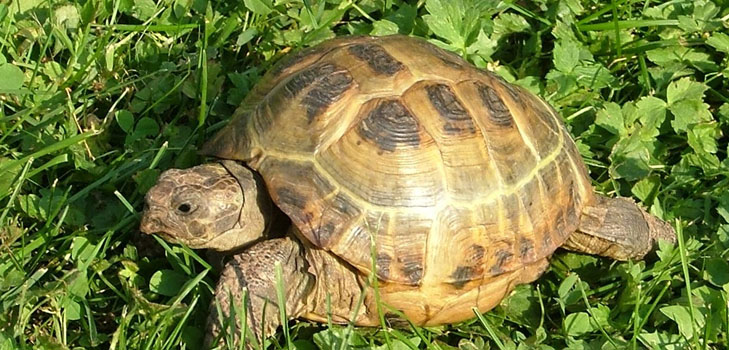 Bruņurupuču veidi: kas jums jāatceras pirms sākat?