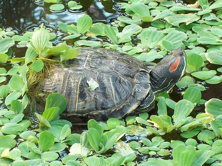 Bruņurupuču veidi: kas jums jāatceras pirms sākat?