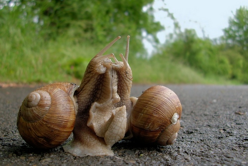 Vīnogu gliemeža mājās: pamata aprūpes ieteikumi