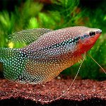 Pearl Gourami