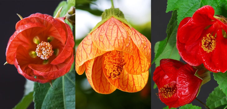 Abutilons