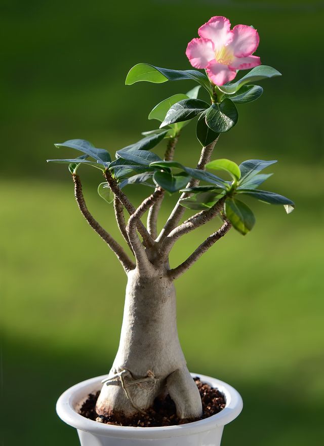 Adenium - mājas aprūpe (foto, video). Kā pareizi rūpēties par ziedu adeniju