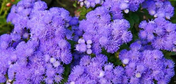 Ageratum: stādīšana un kopšana. Populārās šķirnes