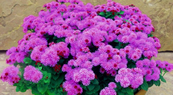 Ageratum: stādīšana un kopšana. Populārās šķirnes