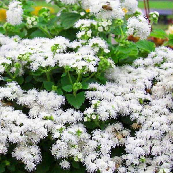 Ageratum: stādīšana un kopšana. Populārās šķirnes