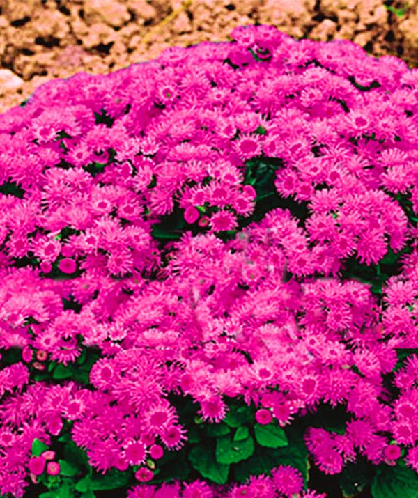 Ageratum: stādīšana un kopšana. Populārās šķirnes