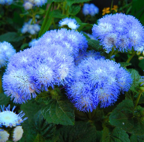 Ageratum: stādīšana un kopšana. Populārās šķirnes