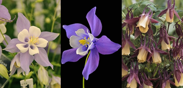 Aquilegia vai Elf Shoes