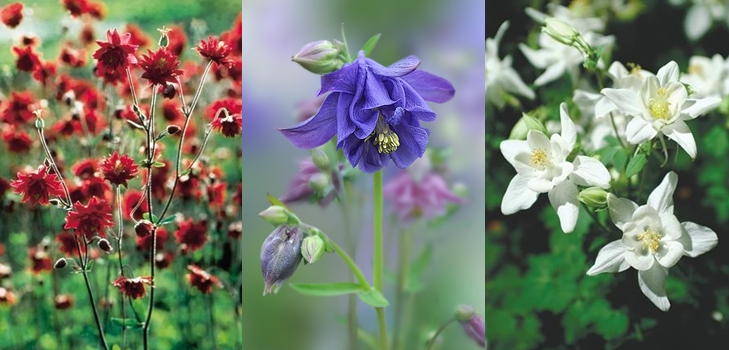 Aquilegia - audzēšana un šķirnes