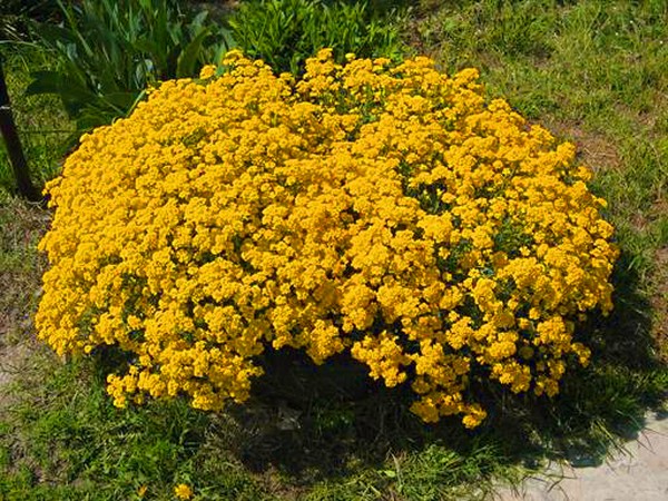 Alyssum: stādīšana un kopšana, labāko šķirņu fotogrāfijas