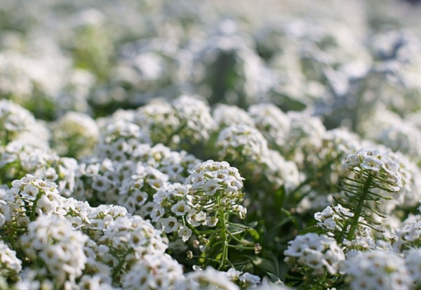 Alyssum: stādīšana un kopšana, labāko šķirņu fotogrāfijas