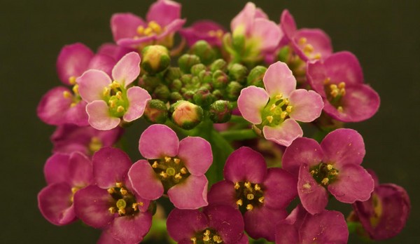 Alyssum: stādīšana un kopšana, labāko šķirņu fotogrāfijas