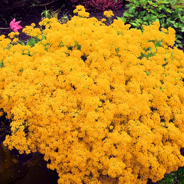 Alyssum: stādīšana un kopšana, labāko šķirņu fotogrāfijas