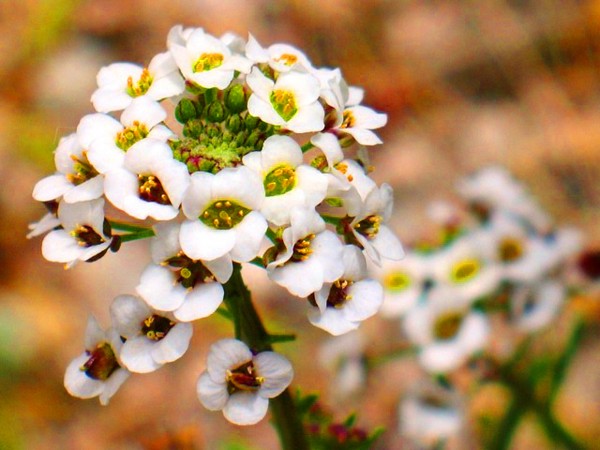 Alyssum: stādīšana un kopšana, labāko šķirņu fotogrāfijas