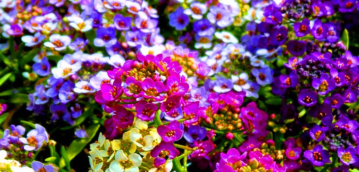 Alyssum: stādīšana un kopšana, labāko šķirņu fotogrāfijas