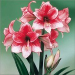 Amaryllis un Hippeastrum: twins Amaryllis un Hippeastrum: twins