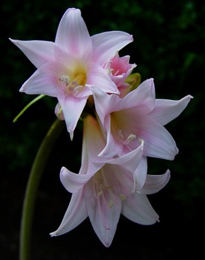Amaryllis un Hippeastrum: twins Amaryllis un Hippeastrum: twins