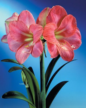 Amaryllis un Hippeastrum: twins