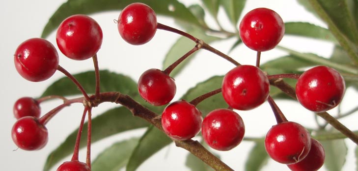 Ardisia: aprūpe un fotogrāfija