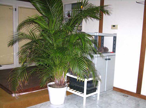 Areca. Mājas aprūpe