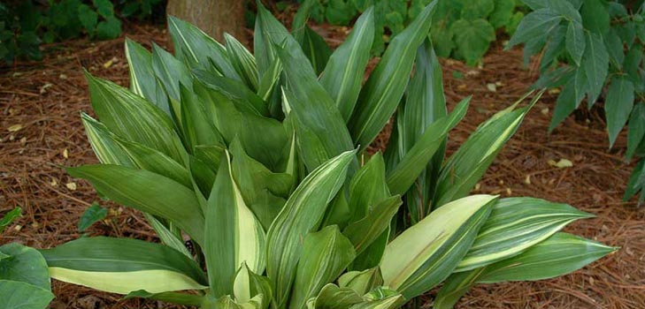 Aspidistra: aprūpe mājās, ziedēšana, foto