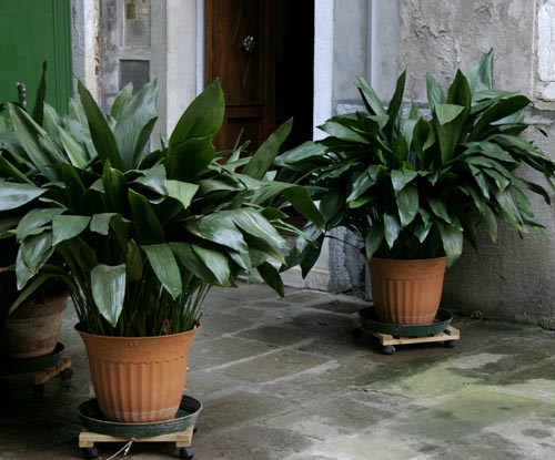 Aspidistra: sugas un šķirnes
