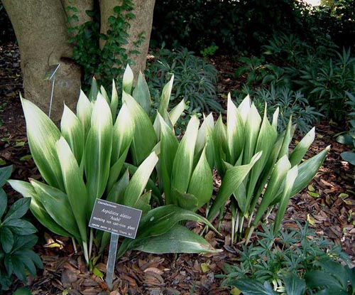 Aspidistra: aprūpe mājās
