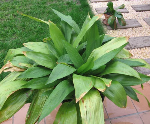 Aspidistra: fotogrāfija un aprūpe mājās