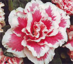 Azalea ir svētku augs Azalea ir svētku augs