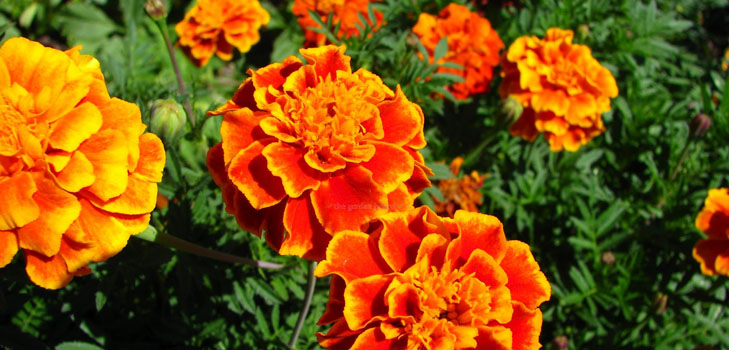 Marigolds uz stādiem