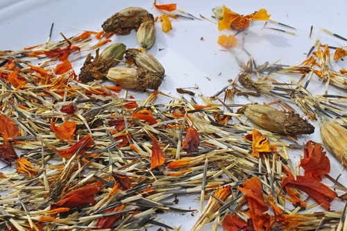 Marigolds uz stādiem