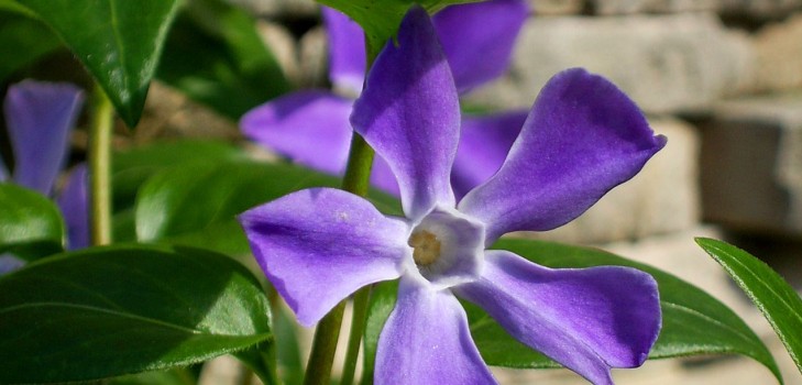 Periwinkle Audzēšana un kopšana 