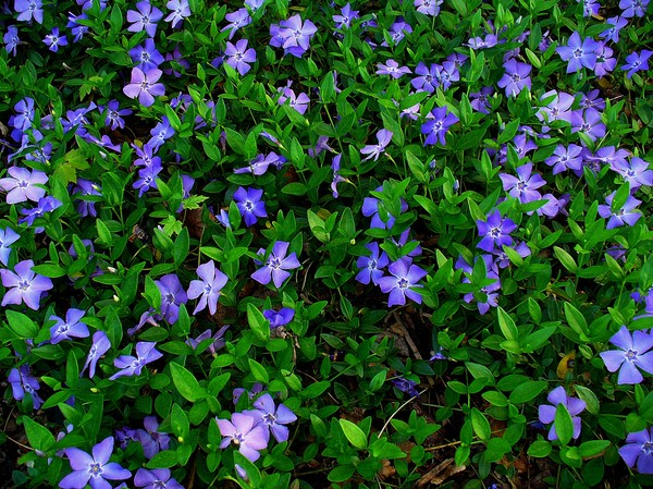 Periwinkle Audzēšana un kopšana 
