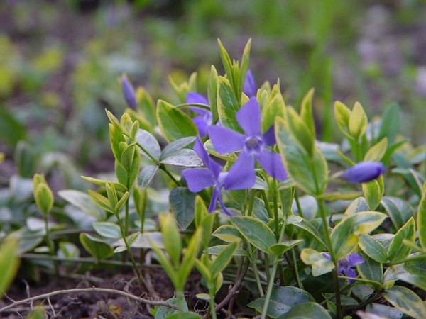 Periwinkle Audzēšana un kopšana 