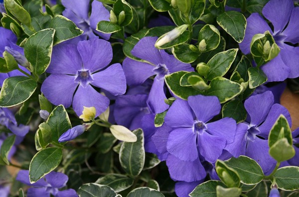 Periwinkle Audzēšana un kopšana 