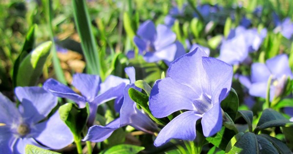 Periwinkle Audzēšana un kopšana 