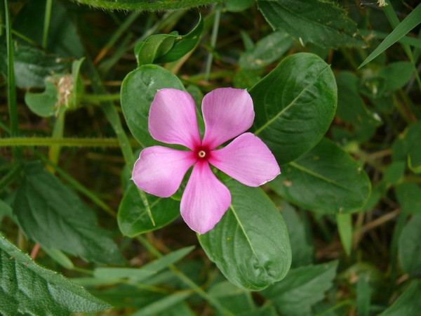Periwinkle Audzēšana un kopšana 