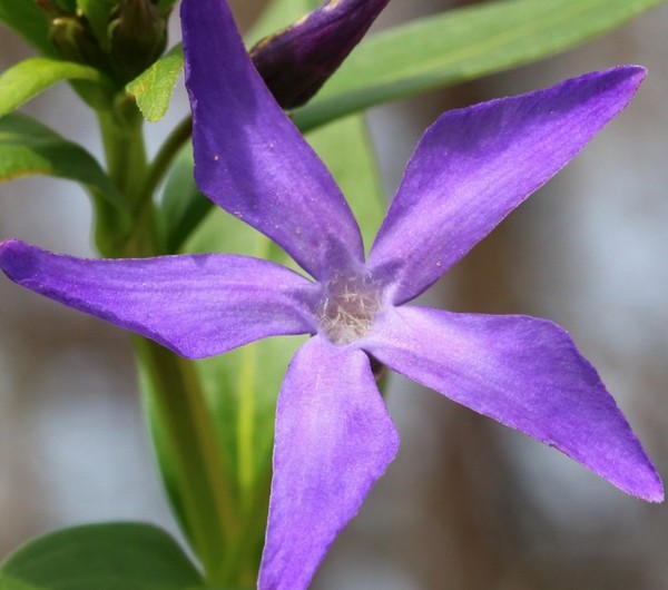 Periwinkle Audzēšana un kopšana 
