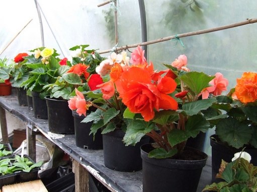 Begonia: aprūpe mājās