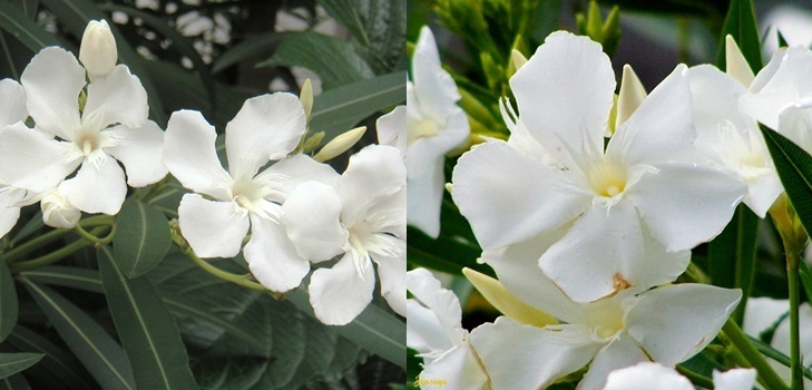 Baltais Oleanders