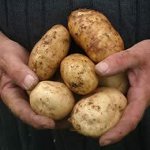 Kartupeļu slimības Kartupeļu slimības