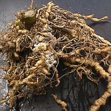 Nematodes