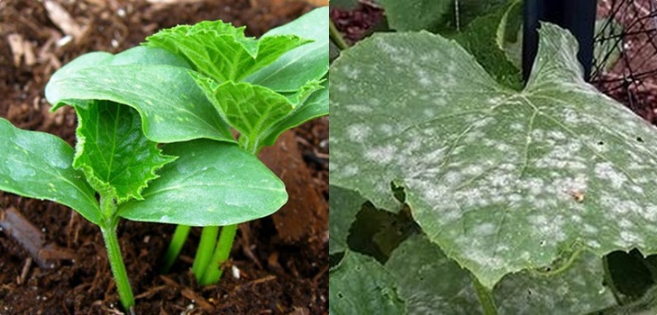 Slimības gurķiem: simptomi, ārstēšana un profilakse (ar fotoattēlu) Slimības gurķiem: simptomi, ārstēšana un profilakse (ar fotoattēlu)