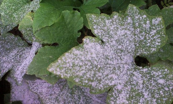 Slimības gurķiem: simptomi, ārstēšana un profilakse (ar fotoattēlu) Slimības gurķiem: simptomi, ārstēšana un profilakse (ar fotoattēlu)