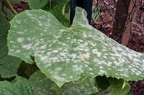 Slimības gurķiem: simptomi, ārstēšana un profilakse (ar fotoattēlu) Slimības gurķiem: simptomi, ārstēšana un profilakse (ar fotoattēlu)